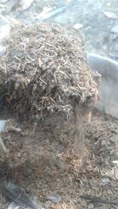 1 KG PHÂN GÀ TRẤU Ủ HOAI ( PHÂN HỮU CƠ NÔNG NGHIỆP)