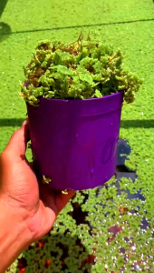 BIBIT AZOLLA PAKAN TERNAK 5 LITER LUBER & PADAT