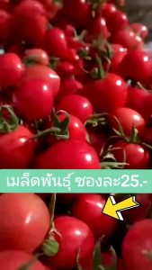 🍅เมล็ดพันธุ์มะเขือเทศพวง 100เมล็ด ซองใหญ่ ส่งฟรี