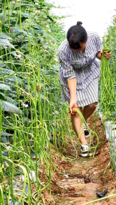 พันธุ์ถั่วฝักยาวดก 30เมล็ด ซองใหญ่