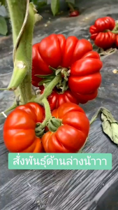 พันธุ์มะเขือเทศฟักทอง 30เมล็ด