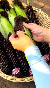 🖤พันธุ์ข้าวโพดดำ 30 เมล็ด ฝักดำใหญ่