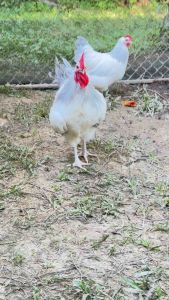 ไข่เชื้อชัชเชคโคโรเนชั่น ชุด 5 ฟอง แถม 1 ฟอง