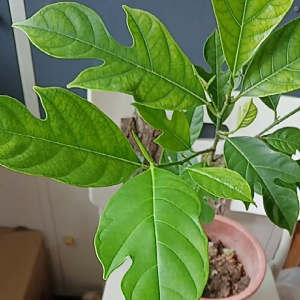 Jackfruit Plant 0.6m