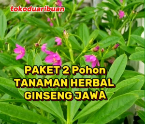Paket 2 Pohon Bibit Tanaman Herbal Ginseng Jawa Siap Tanam