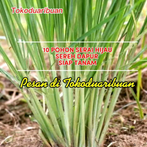 PROMO 10 Bibit Tanaman Herbal Serai Dapur & Pohon Serai Hijau