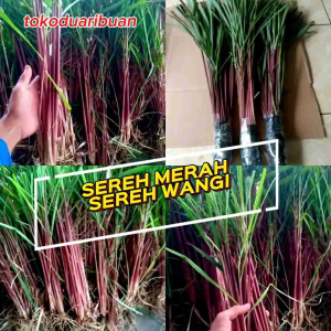 1KG POHON SEREH WANGI / BIBIT SEREH MERAH / SEREH LANANG 100% ASLI