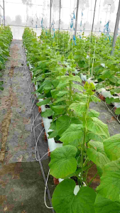 Can 5 Lít Đạm Cá Hữu Cơ Cô Đặc