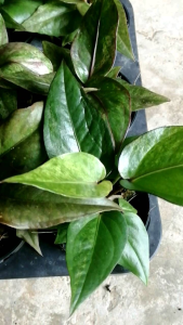 ต้นโชคเก้าชั้นด่าง  กระถาง 3​ นิ้ว​ ต้นไม้รับโชค ต้นไม้แห่งความโชคดี ไม้ประดับสำหรับคนมีโชค