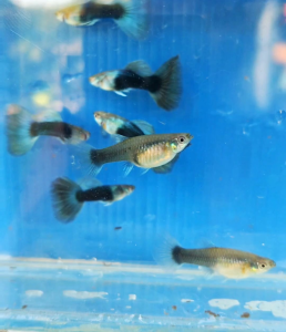 Hb Blue Guppy 1 Pair
