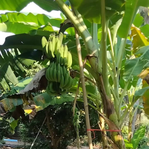 กล้วยหอม หน่อกล้วยหอม