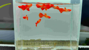 Albino Red Koi-Male only