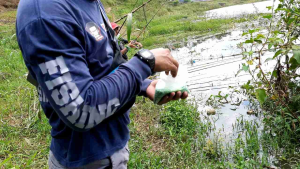 Esen Media Lumut Wangi Kemangi/Surawung Buat Babon