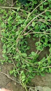 Siêu Giảm Giá - Dây Lức (Lức Lan) Khô Hàng Chất Lượng.Gói 1kg