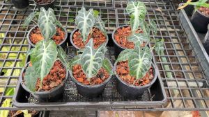 Alocasia venom กระถาง 4"