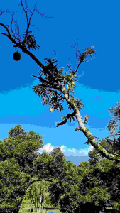 Fast Fruiting NPK 12-12-17 Fertilizer Sri Pellet 43