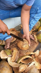 Dừa Sáp Cầu Kè Loại 1 Đặc Biệt (Nhiều Size)