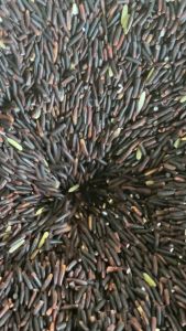 ข้าวเหนียวดำ อสิตะ ขนาด500กรัม แพคสูญญากาศ