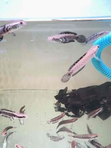 Channa Orna 幻蓝雷龙 2-2.5+- Inch