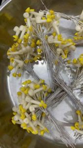 Nhuỵ lan- Nhuỵ hồ điệp nhuỵ dendro (1 bó 22-25 cái)