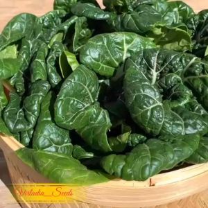 [Virladia Seeds] 120 Biji Benih Sayuran Baby Pakcoy