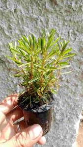 Rotala Ramosior Sunset 10 Batang: Tanaman Aquascape Emersed