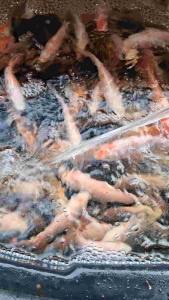 RAS System (Recirculating Aquaculture System) Fish Farming