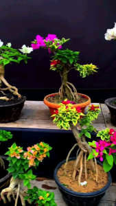 tanaman hias bugenvil 4 warna cantik