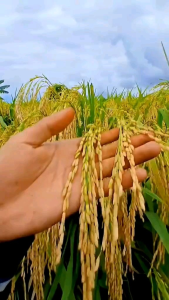 Benih padi cibatu 06 berkualitas dengan predikat tertinggi 100% original