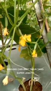 BIBIT TIMUN UNGGUL size 50 biji bungkus plastik klip isi ulang
