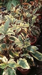 Pokok bunga clerodendrum quadriloculare starburst bush bagawak Philippine glorybower