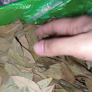 BAY LEAF SMALL WHOLE 50g: A Culinary Herb