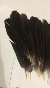 25 - 50 PCS DIY FEATHERS | Malapad | Arts and Crafts | Authentic Chicken Feathers