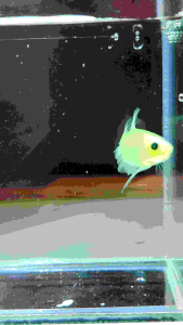 Green Neon Candy HMPK Betta | Male / Female / Pair | Ipoh Homebred Malaysia