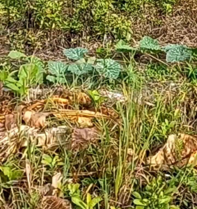 25 BUTIR BIJI | BENIH TANAMAN LABU ALMOND