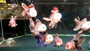 🔥CKH Aquatic🔥 Goldfish Oranda Panda 2.5” 熊猫泰师 2.5"