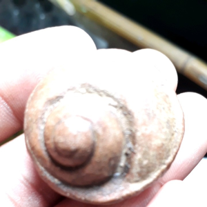 พระซุ้มกอ ก้นขดหอย กรุทุ่งเศรษฐี กำแพงเพชร พระซุ้มกอ ราคา - Lazada