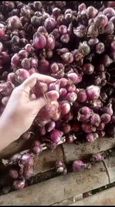 Promo Bawang Merah Asli Garut Murah 1 Kg