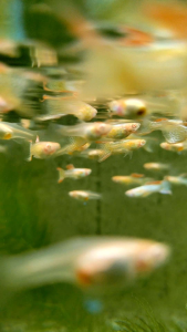 (12.12 Buy 1 Pair Free 1 Pair) Albino Red Lace Double Sword | Guppy | Endlers | Peacock Fish