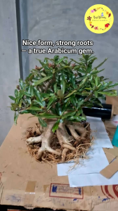 Arabicum Adenium
