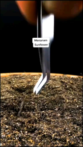 ISI RATUSAN BENIH TANAMAN BUNGA MATAHARI JUMBO spesial pilihan berkualitas