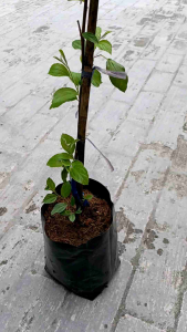 Pokok Bidara Epal/Bidara Siam