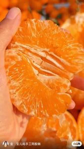 Sweet Fresh & Vibrant – Premium BaBa Mandarin Just Arrived