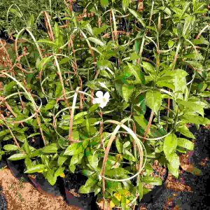 TANAMAN HIAS BUNGA ALAMANDA / BIBIT TANAMAN BUNGA ALAMANDA