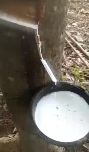 น้ำยางดี อาหารเสริมพืช สินค้าเกษตรพรีเมี่ยม ราคาเคร่งครัด ผลผลิตดี แก้หน้ายางตายนึ่ง แก้เชื้อรา