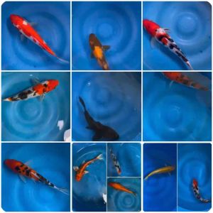 JAPAN KOI LOCAL BREED 6-8”PREMIUM GRADE 12pcs COMBO at RM1350 + shipping RM50 only with FREE GIFTS ( after less 20% discounted from RM1688 )