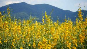 SUNN HEMP ( Crotalaria juncea) 50grams 1500-2000seeds COVER CROP AS NATURAL FERTILIZER