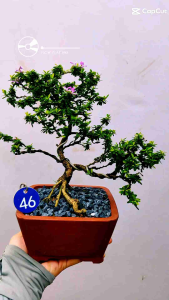 46迷你叶凌珊盆栽Mini leave Bluebell plant