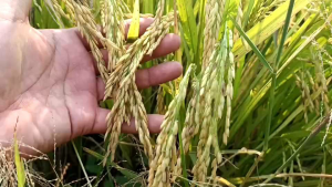 เรดลาวา แร่ภูเขาไฟ พืช ดิน น้ำ สารเทียบน้ำ พืช สำหรับสุขภาพดิน