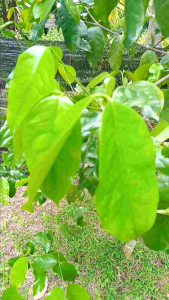 500 gram daun muda buah melinjo kuning segarbuah tangkil.penambah bahan sayur asem